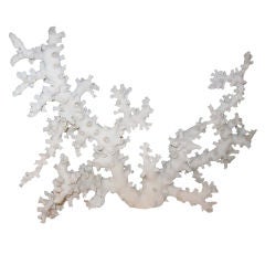 NATURAL CORAL FORMATION-OCTOPUS VARIETY