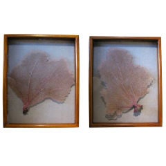 PAIR OF NATURAL SEA FANS IN SHADOW BOXES