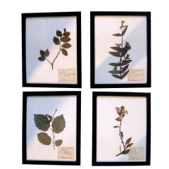 Vintage COLLECTION OF SIXTEEN BOTANICAL SPECIMENS