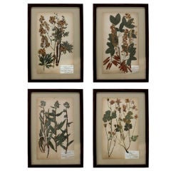COLLECTION OF FOUR BOTANICAL SPECIMENS