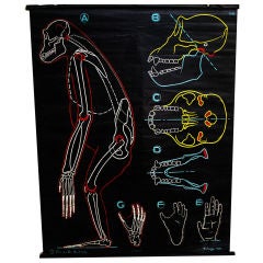 Vintage Anatomical Chimpanzee Chart