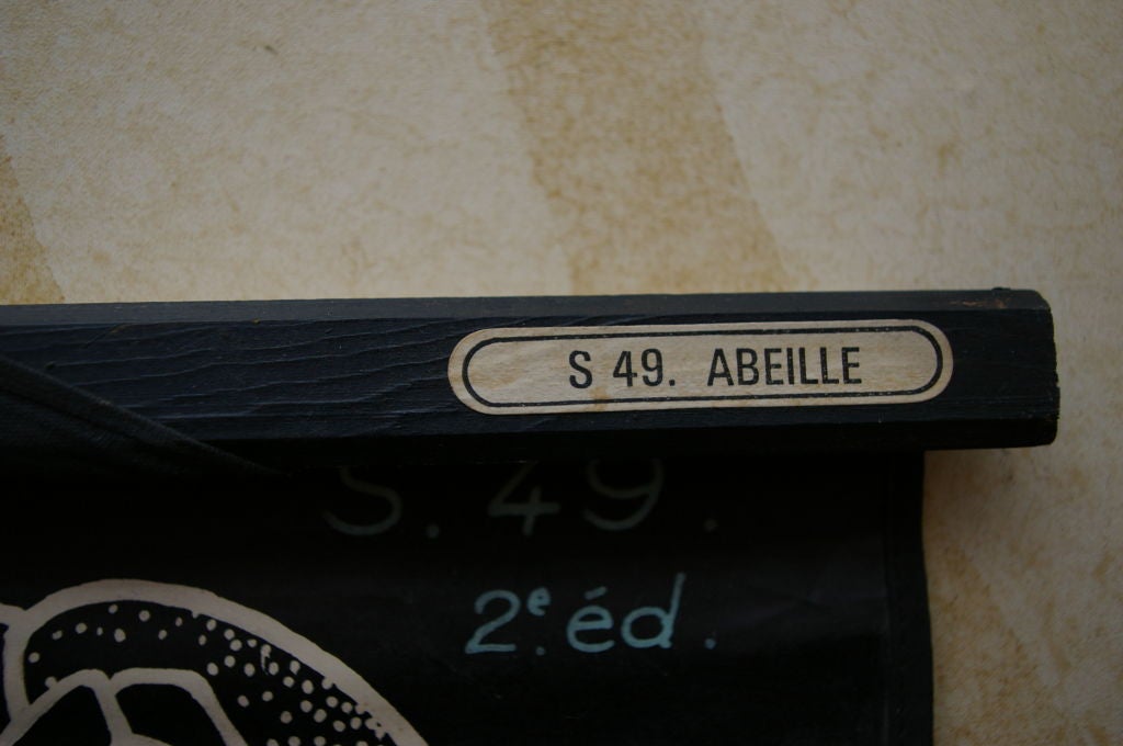 Anatomical Bee Chart