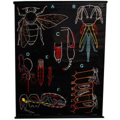 Vintage Anatomical Bee Chart