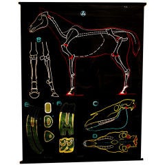 Anatomical Horse Chart