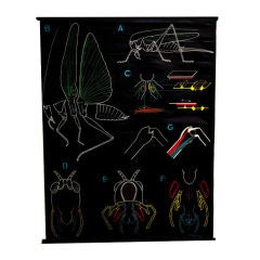 Vintage Anatomical Grasshopper Chart