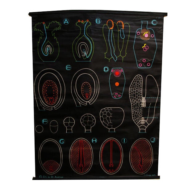 Biological Seed Chart