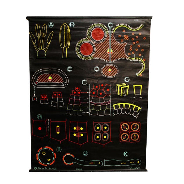 Biological Pollen Chart