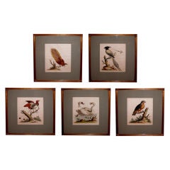 A Well-Executed Set of Hand-Colored Bird Engravings by George Edwards