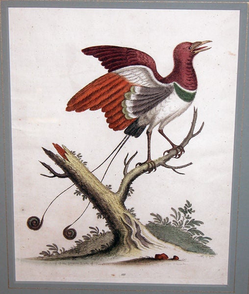 A Well-Executed Set of Hand-Colored Bird Engravings by George Edwards