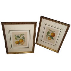 Pair of  Framed Antique Orange Botanical Engravings