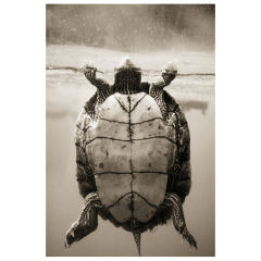 Texas Map Turtle–Graptemys versa by Henry Horenstein 12