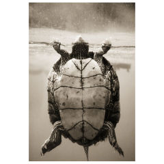 Texas Map Turtle–Graptemys Versa by Henry Horenstein