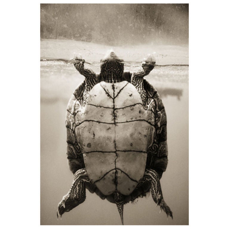 Texas Map Turtle–Graptemys Versa by Henry Horenstein For Sale