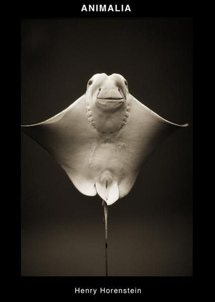 Beluga Whale–Delphinapterus leucas by Henry Horenstein limited edition signed and numbered framed print from his Animalia collection, circa 2000.