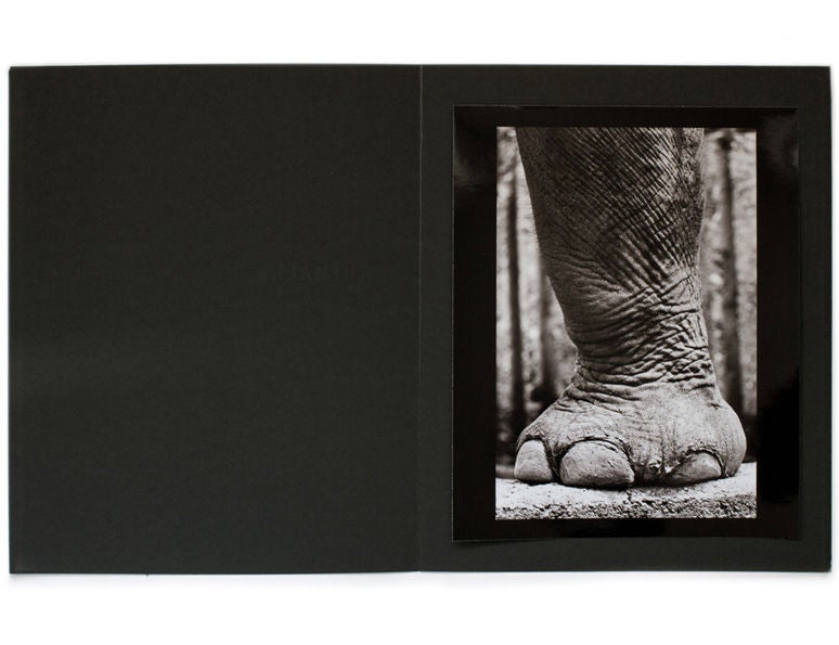 American Animalia, Collector's Edition by Henry Horenstein For Sale