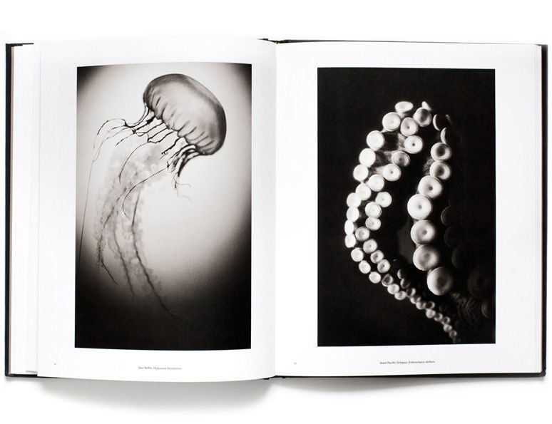 Contemporary Animalia, Collector's Edition by Henry Horenstein For Sale