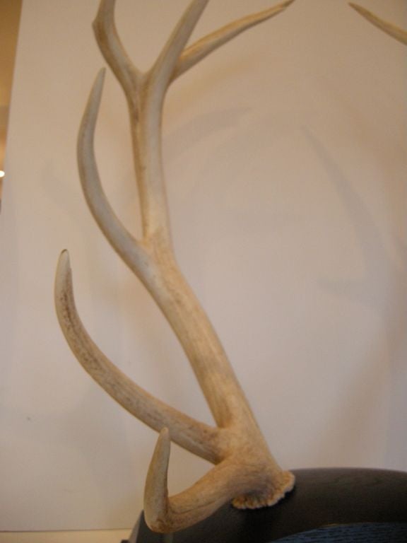 Monumental Pair of Trophy Red Stag Antlers, Scotland