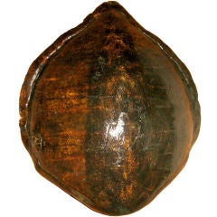 An Excellent Large Tortoise Shell