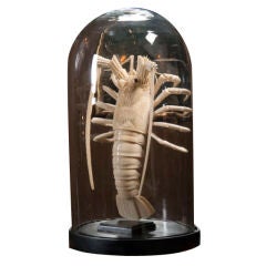 Pair of Bone Lobsters and Craw Fish in Curious Vessel