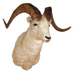 Taxidermy Sheep Mount