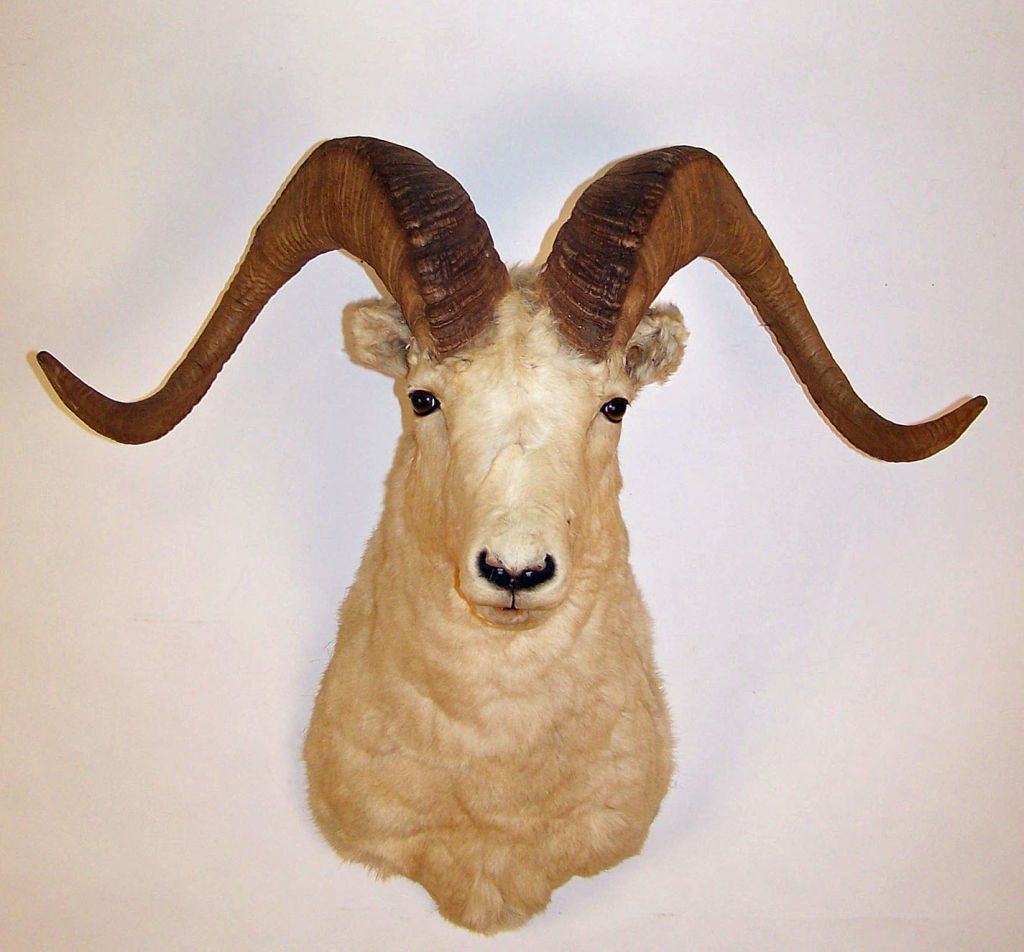 Taxidermy Sheep Mount