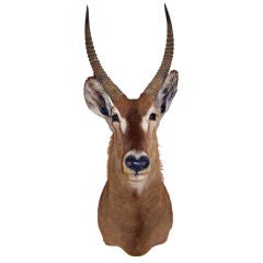 Taxidermy Antelope