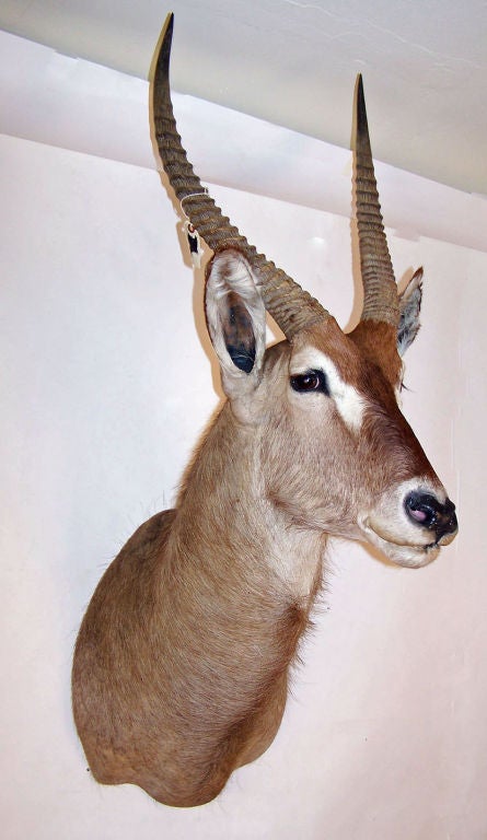 Taxidermy Antelope