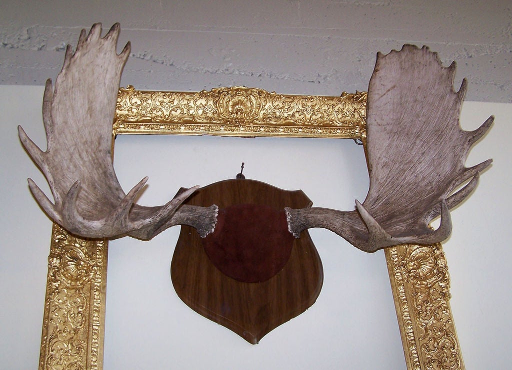 Large antlers mounted on a wood shield shaped plaque.<br />
Approximately 42