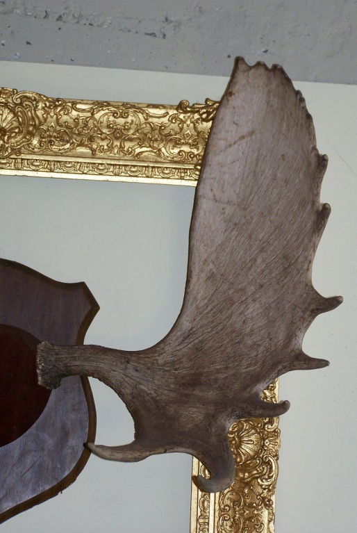 Moose Antlers In Good Condition In San Francisco, CA