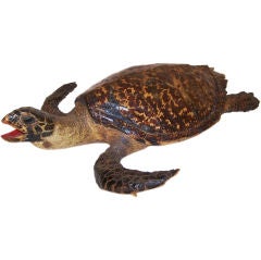 Antique Victorian Taxidermy Turtle