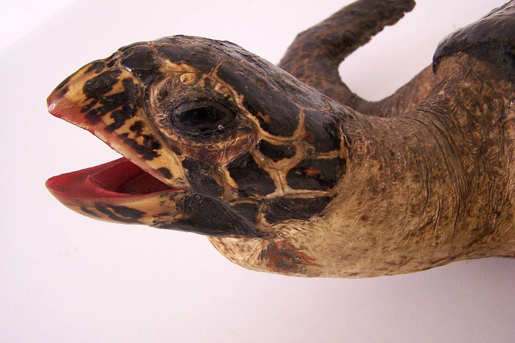Nice antique turtle specimen.