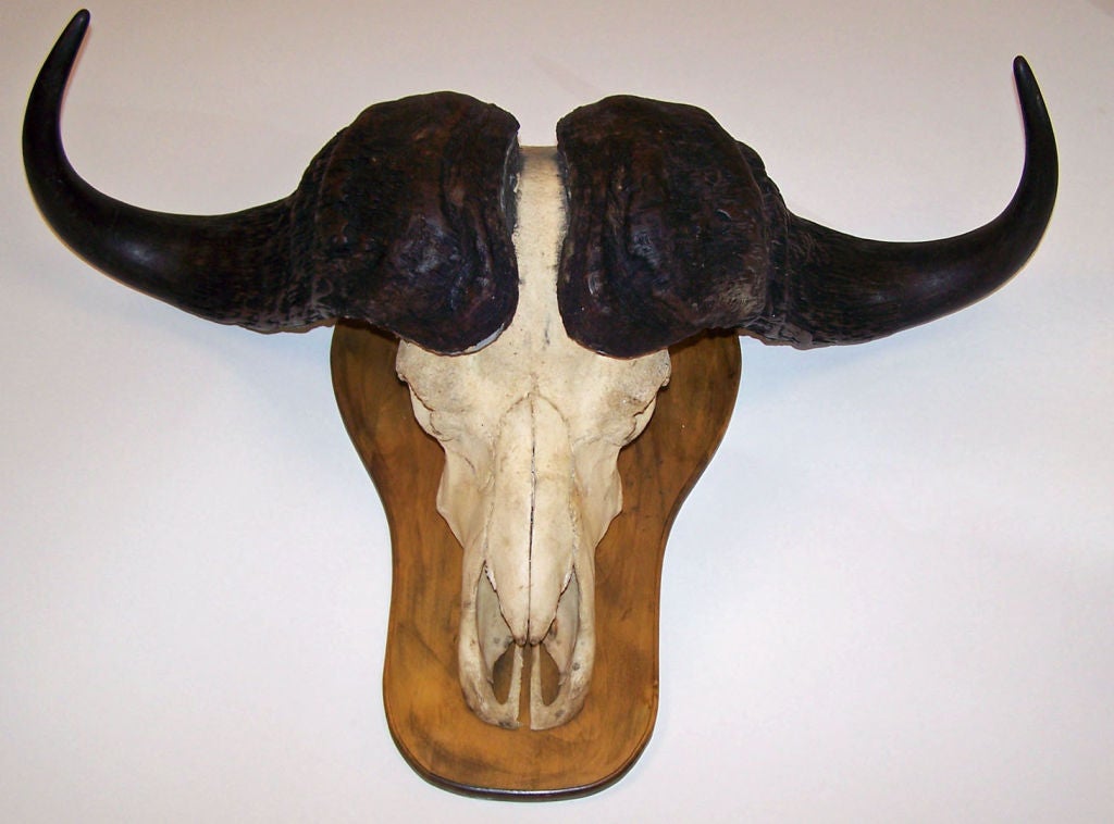 Buffalo Head - 5 For on | buffalo heads sale, buffalo mount, custom jewelry design buffalo