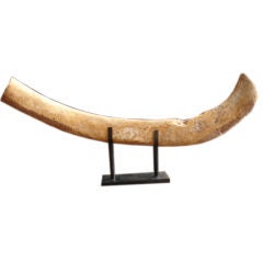 Whale rib on steel stand