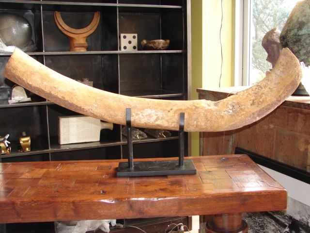 Whale rib on steel stand 1