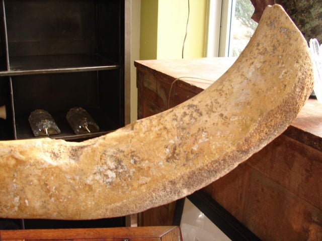 19th Century Whale rib on steel stand