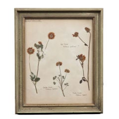 Vintage Botanical Specimens