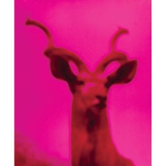 Vintage Stag - photograph by Robert Stivers