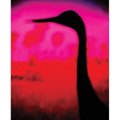 Crane - photograph by Robert Stivers