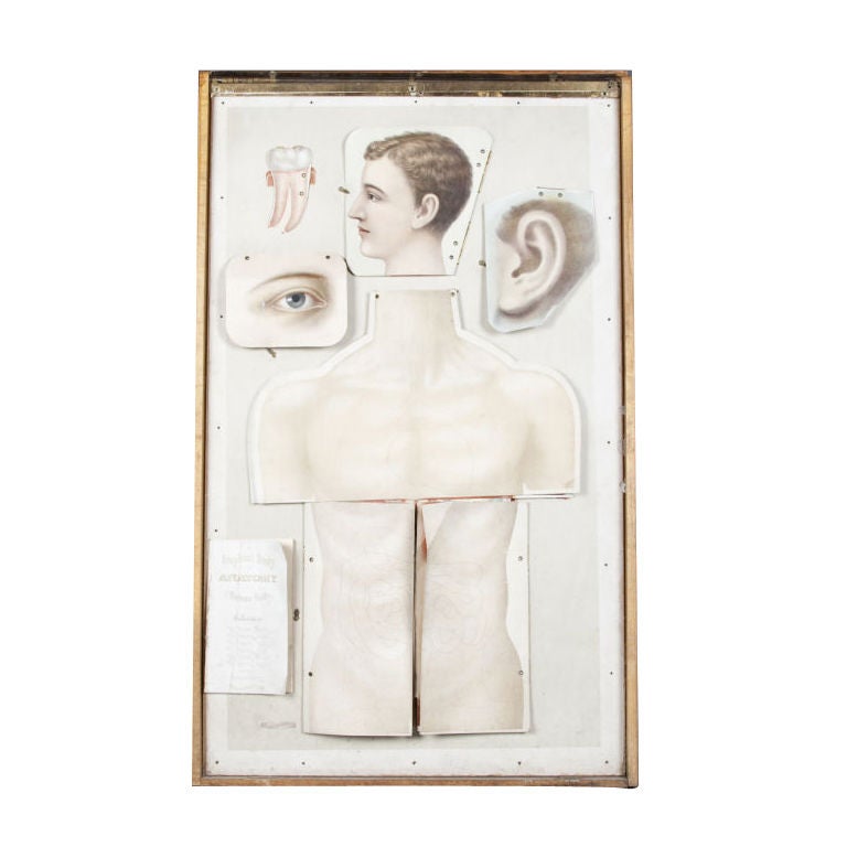 Fold Out Human Anatomy Chart 1889
