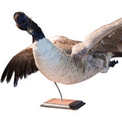 Flying Canada Goose Taxidermy