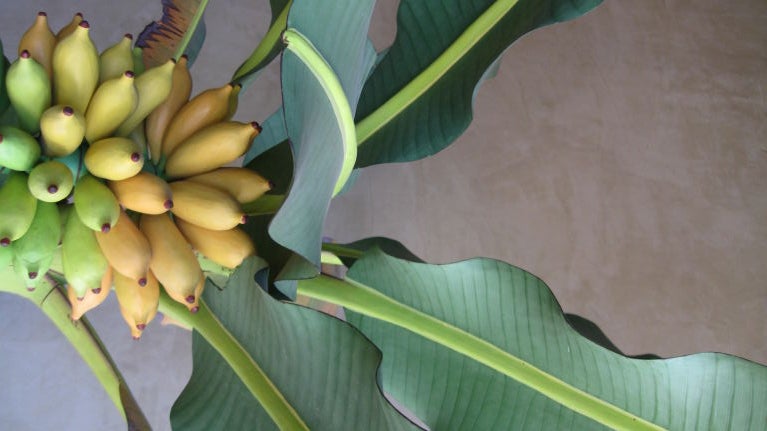 Hand Carved And Painted Plantain Trees At 1stdibs Wood Hand Carved And Painted Plantain Trees For