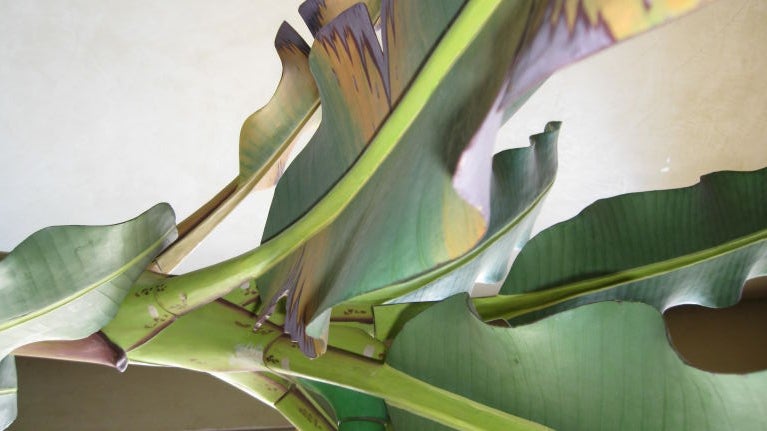 Hand Carved And Painted Plantain Trees At 1stdibs Hand Carved And Painted Plantain Trees For 2