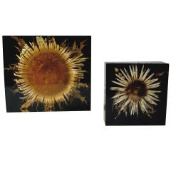 Dried Sunflowers Cast in Resin
