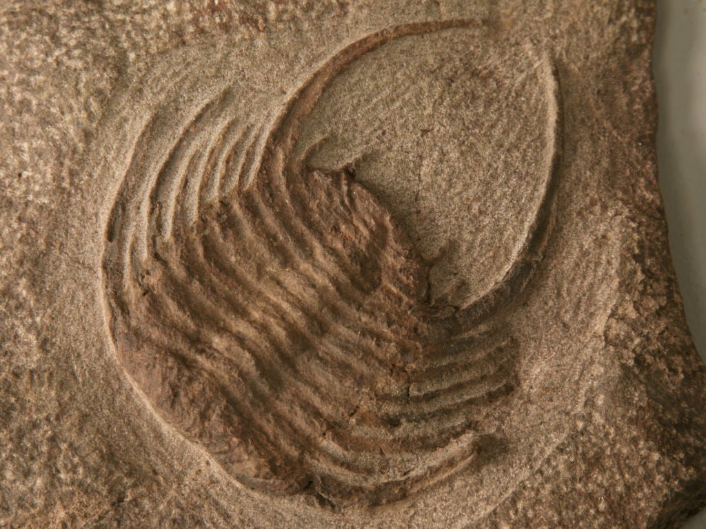 Trilobites, existing today only in fossil form, was an early arthropod. When life exploded into animal form marking the beginning of the Paleozoic, it was this prolific arthropod that became the signpost for the Era. It came into existence