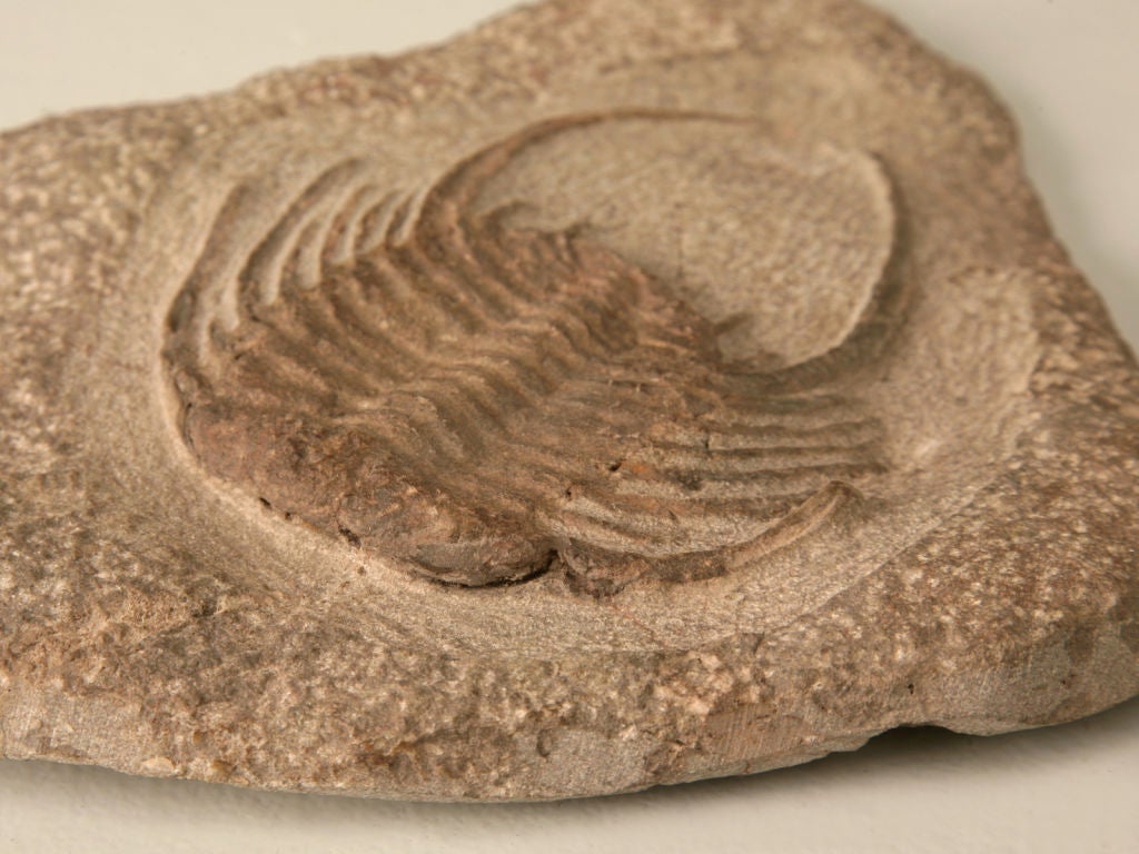 Moroccan Decorative Original Selenopeltis Trilobite Fossil