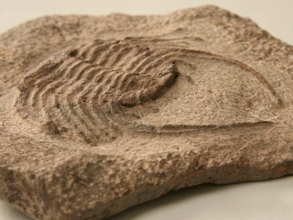 18th Century and Earlier Decorative Original Selenopeltis Trilobite Fossil