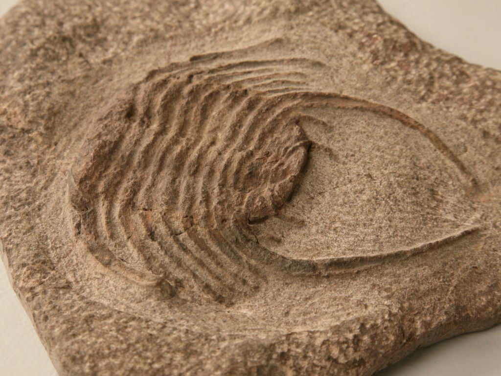 Decorative Original Selenopeltis Trilobite Fossil 1