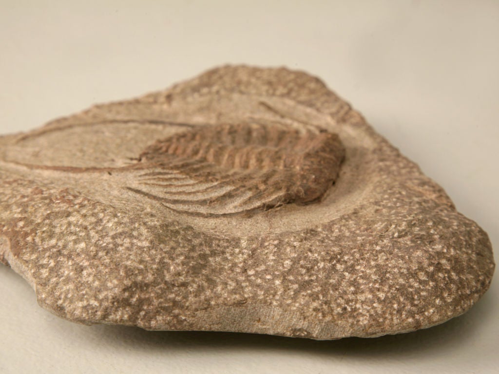 Decorative Original Selenopeltis Trilobite Fossil 2