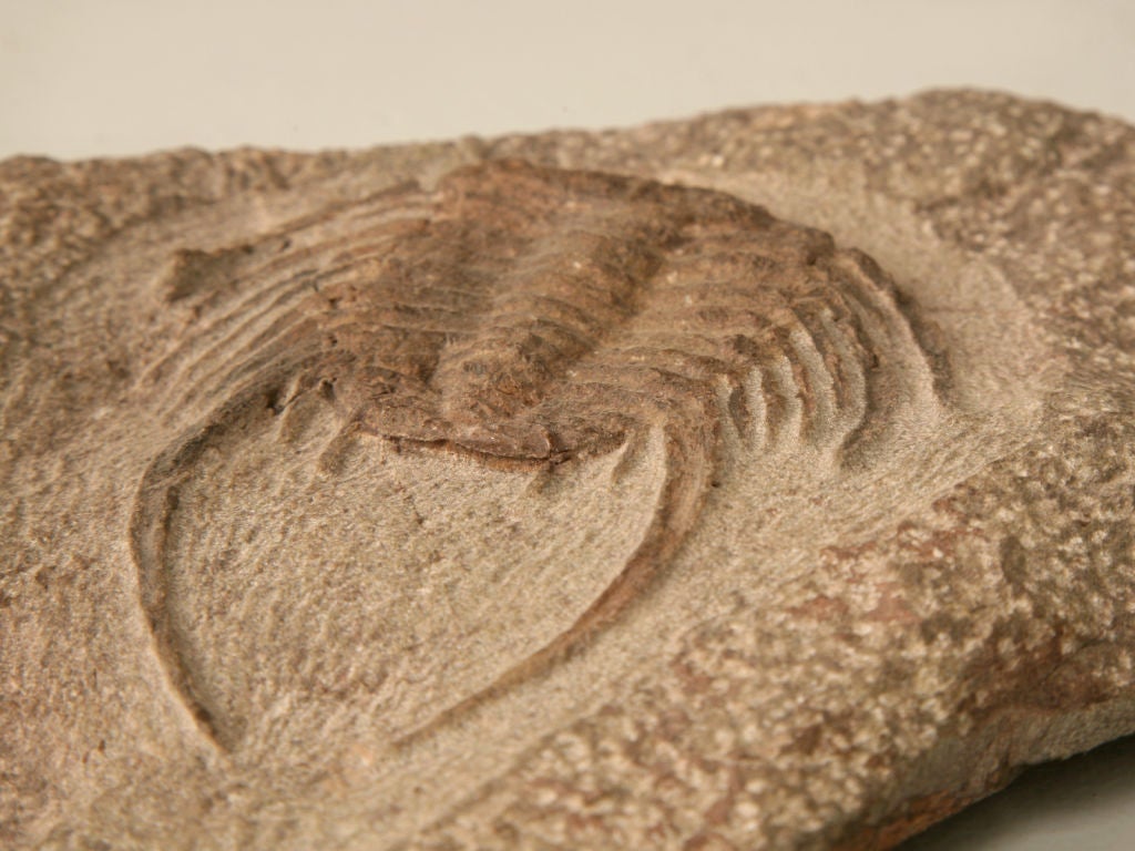 Decorative Original Selenopeltis Trilobite Fossil 3