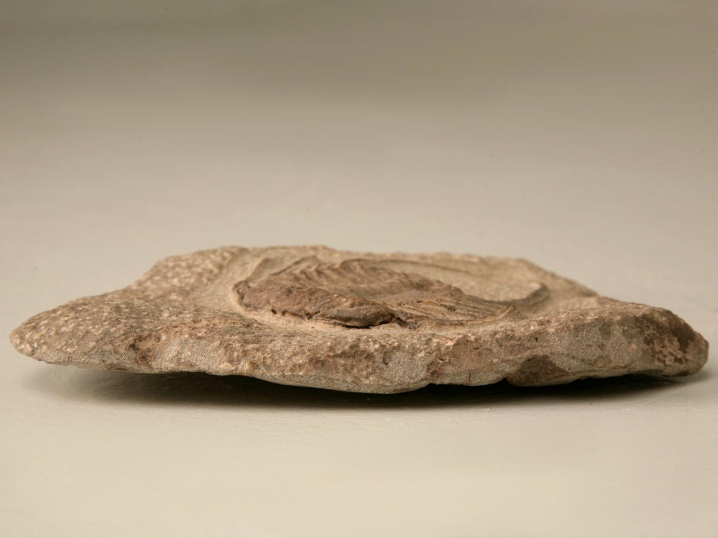 Decorative Original Selenopeltis Trilobite Fossil 4